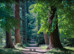 Arboretum w Karnieszewicach