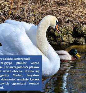 Grypa wśród dzikiego ptactwa